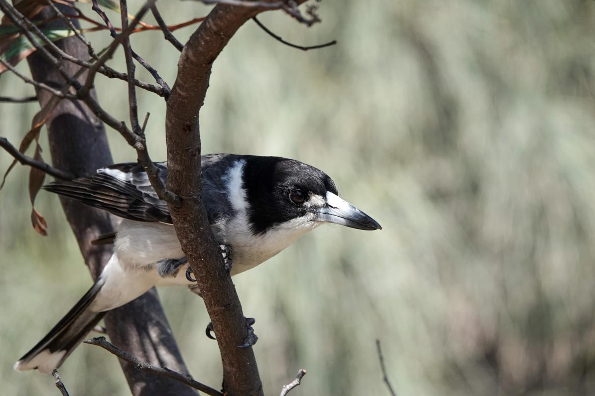 Grey Butcherbird (Cracticus torquatus)