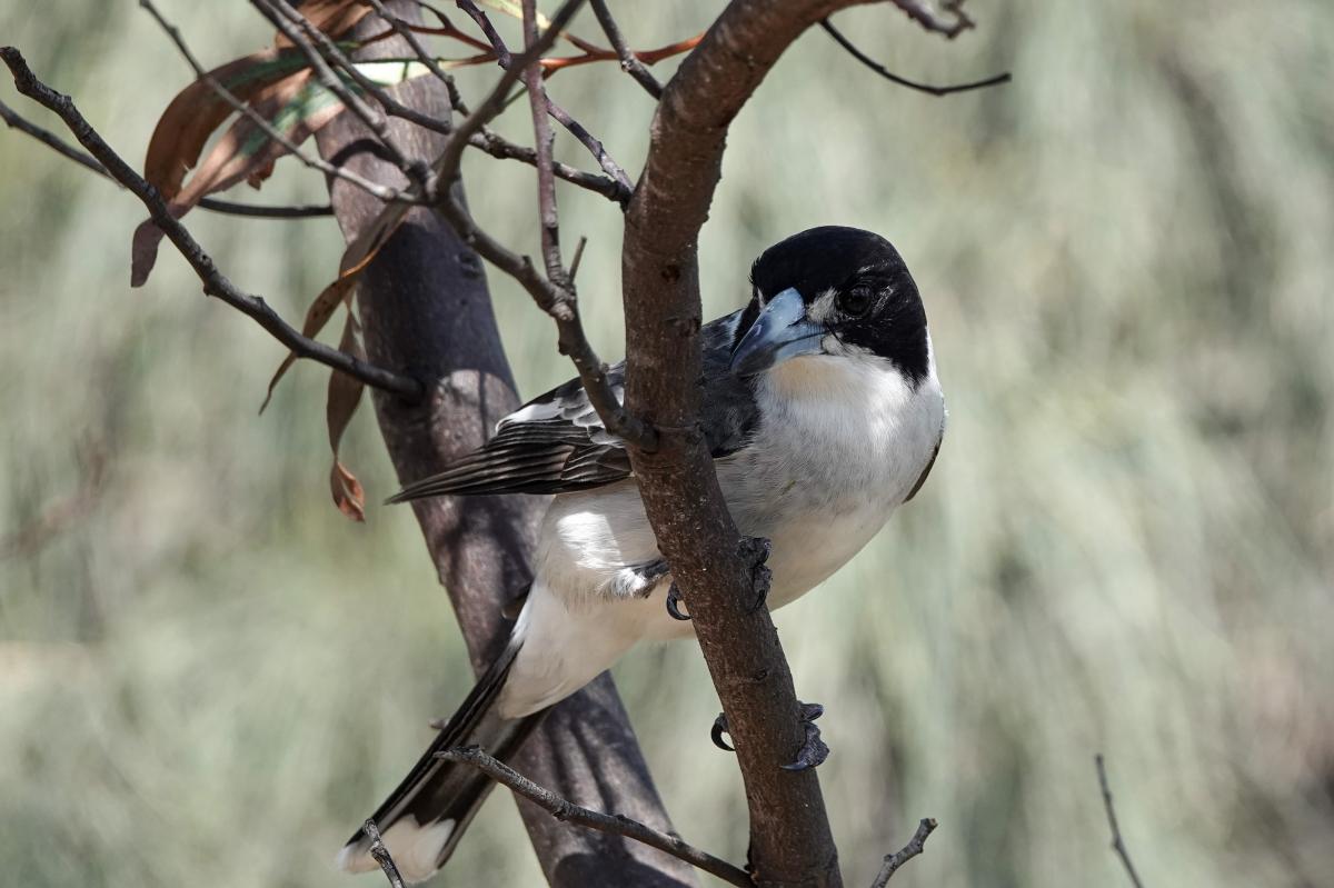 Grey Butcherbird (Cracticus torquatus)
