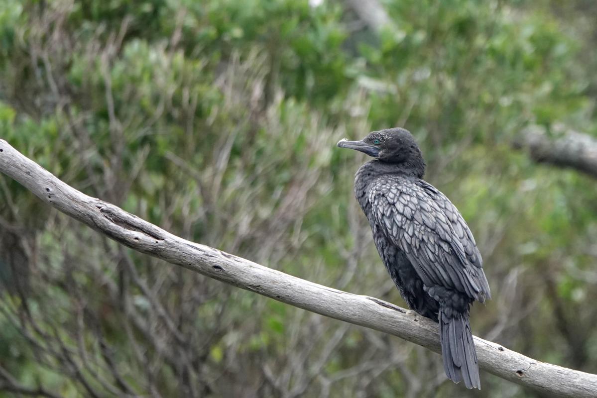Little Black Cormorant (Phalacrocorax sulcirostris), Kennett River Nature Walk, Kennett River, Victoria, Australia, 2024-04-26 Little Black Cormorant (Phalacrocorax sulcirostris)