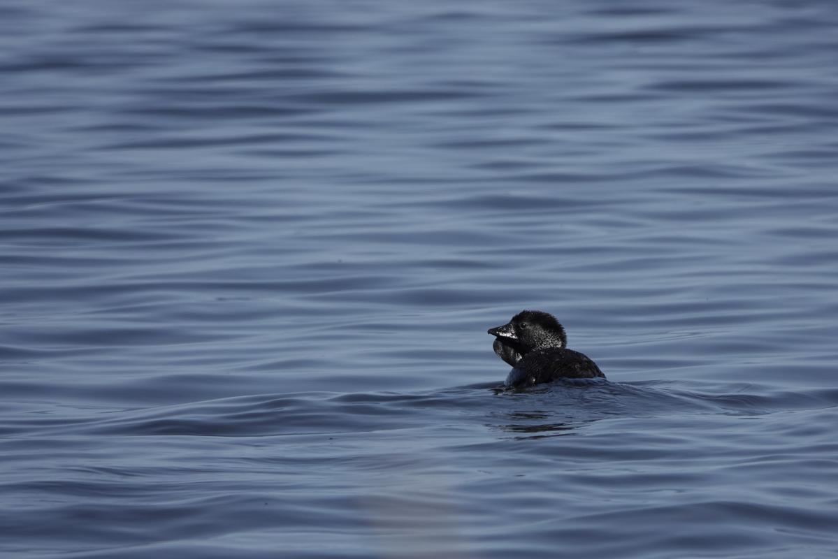Musk Duck (Biziura lobata)