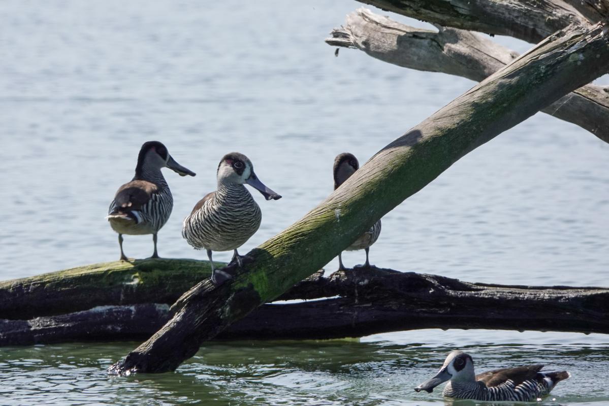 Pink-eared Duck (Malacorhynchus membranaceus), Lake Borrie Inner Road, Point Wilson, Victoria, Australia, 2024-09-27 Pink-eared Duck (Malacorhynchus membranaceus)