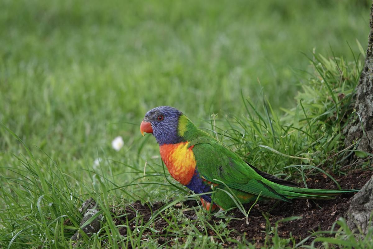 Rainbow Lorikeet (Trichoglossus haematodus)