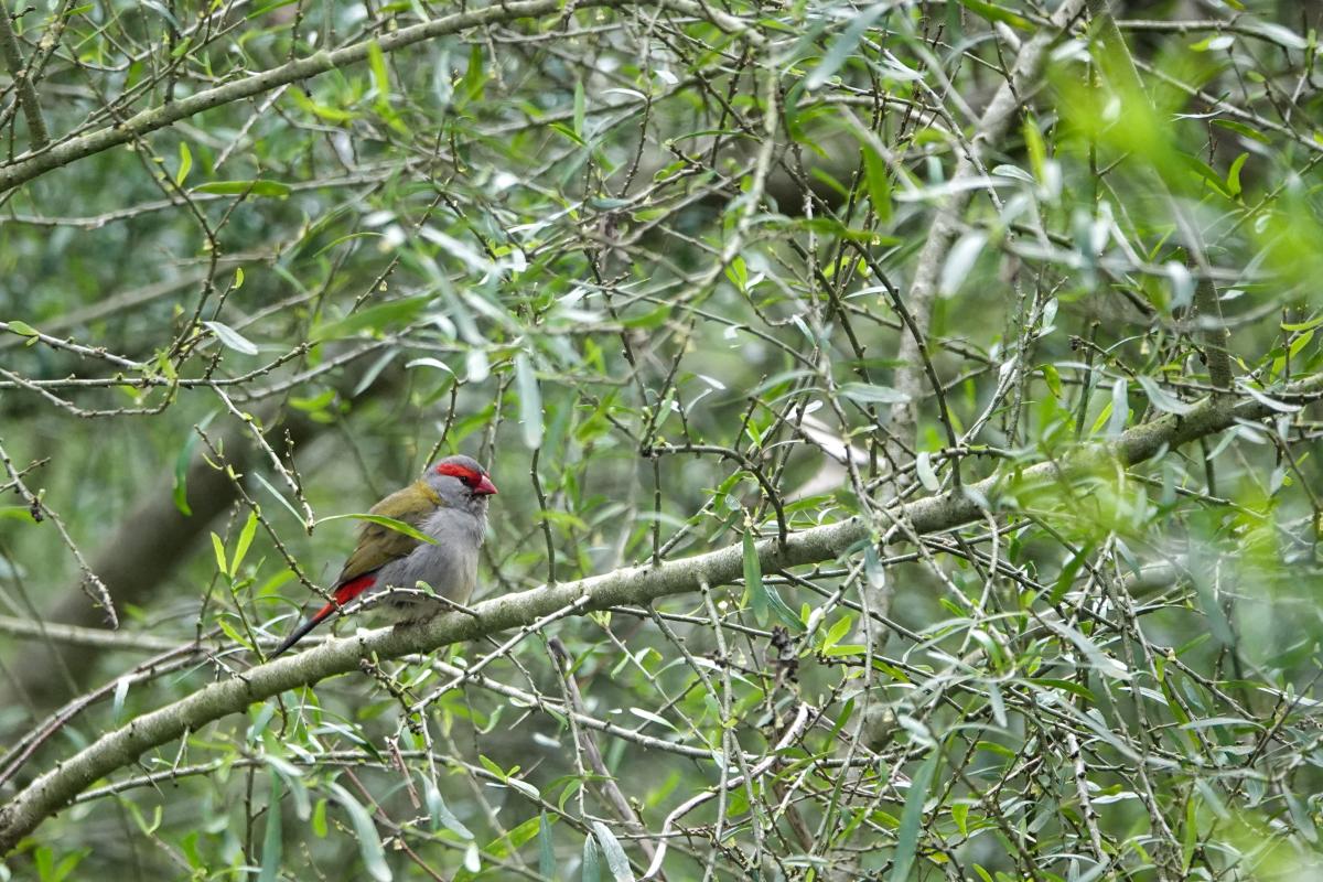 Red-browed Finch (Neochmia temporalis)