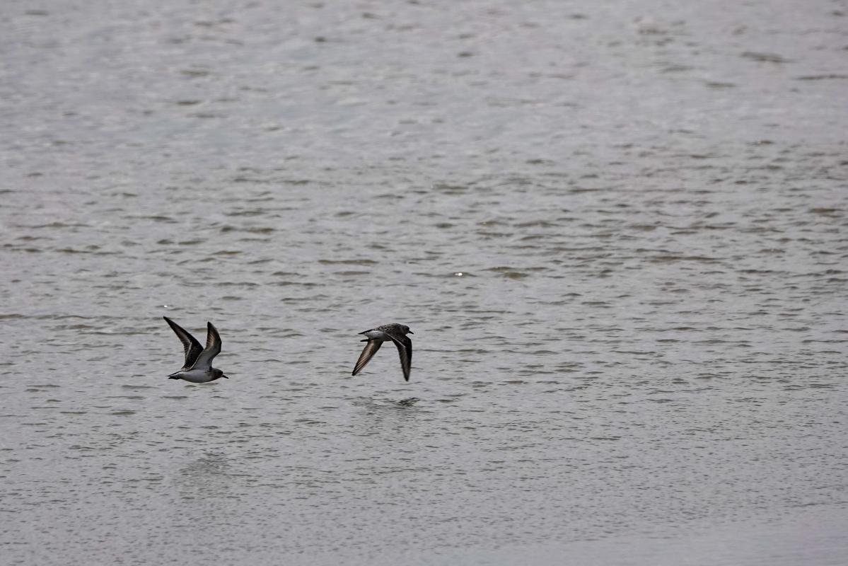 Red-necked Stint (Calidris ruficollis)