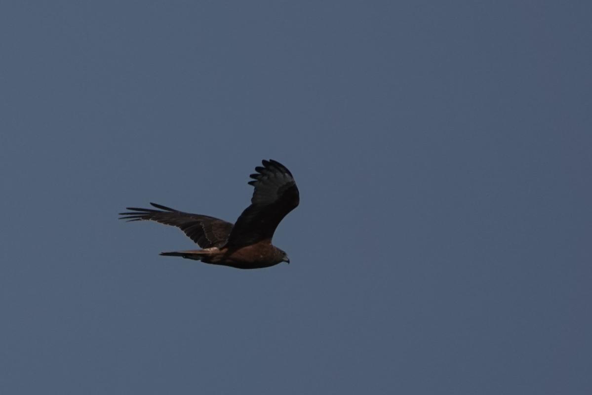 Swamp Harrier (Circus approximans)