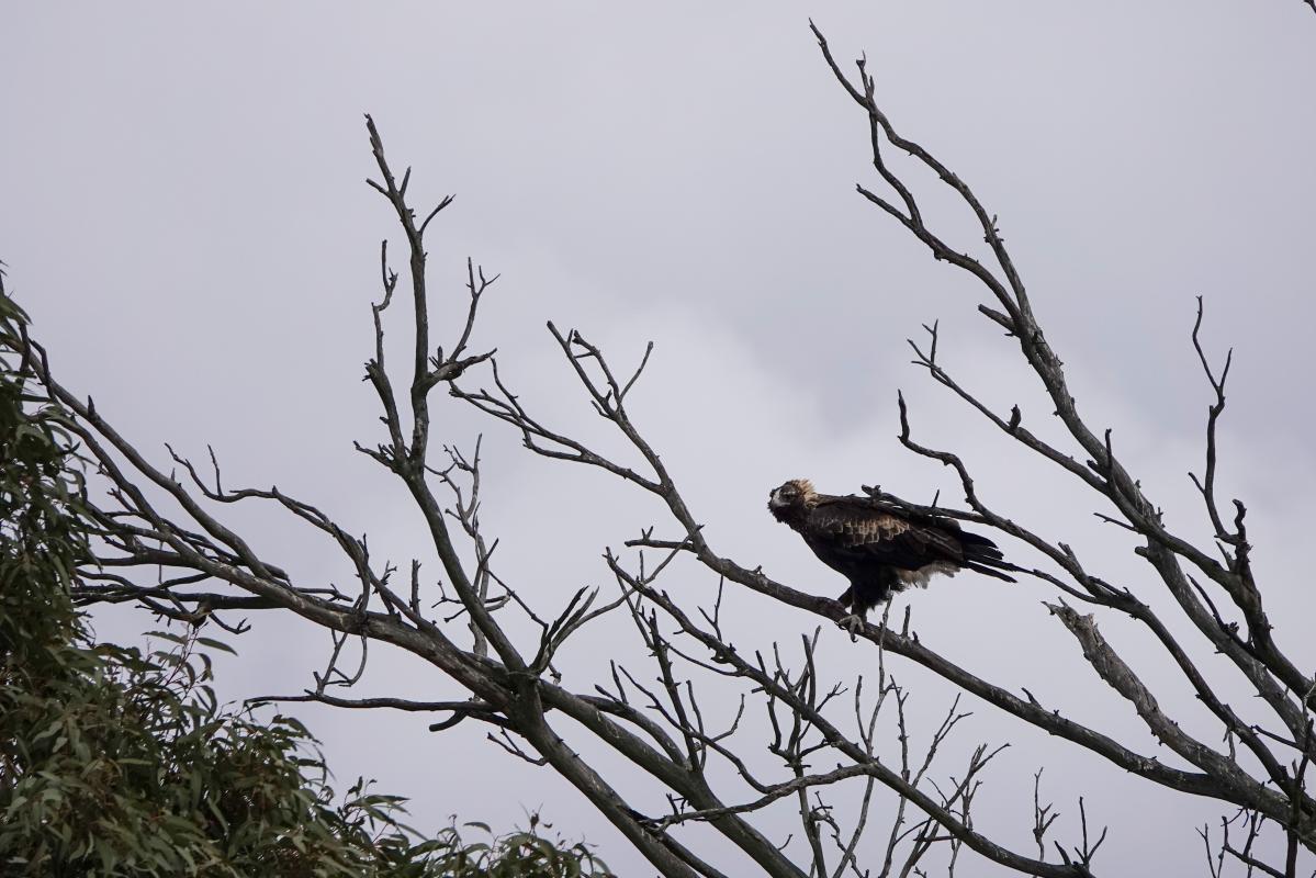 Wedge-tailed eagle (Aquila audax)