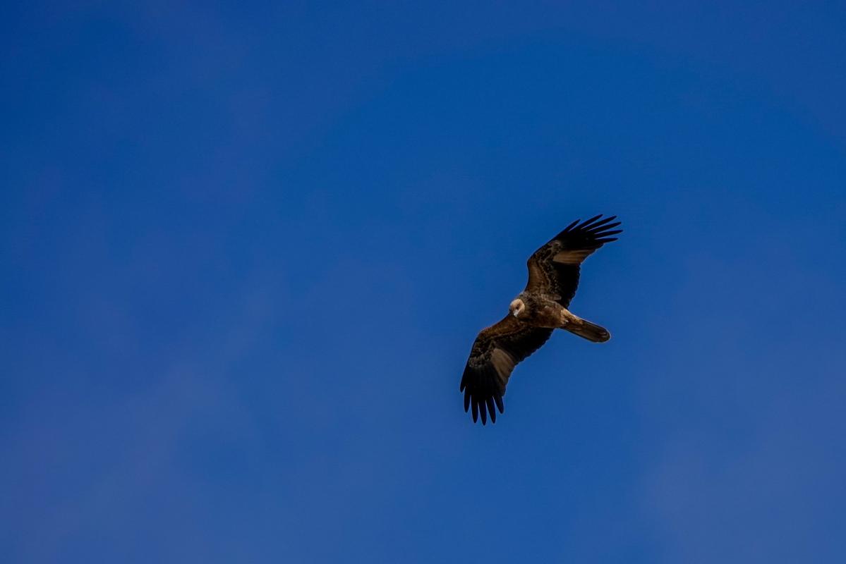 Whistling Kite (Haliastur sphenurus)