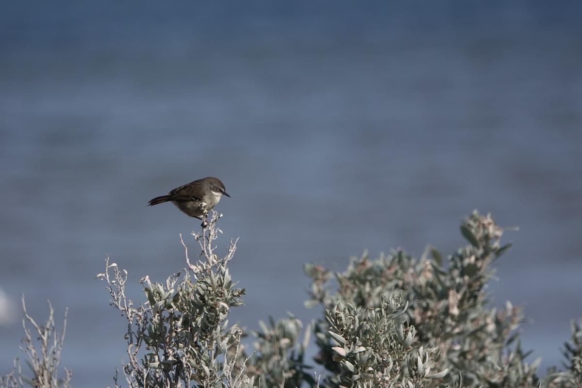 White-browed Scrubwren (Sericornis frontalis)