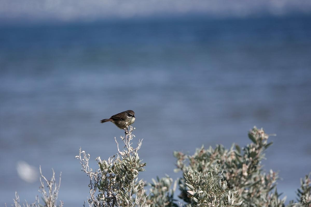 White-browed Scrubwren (Sericornis frontalis)