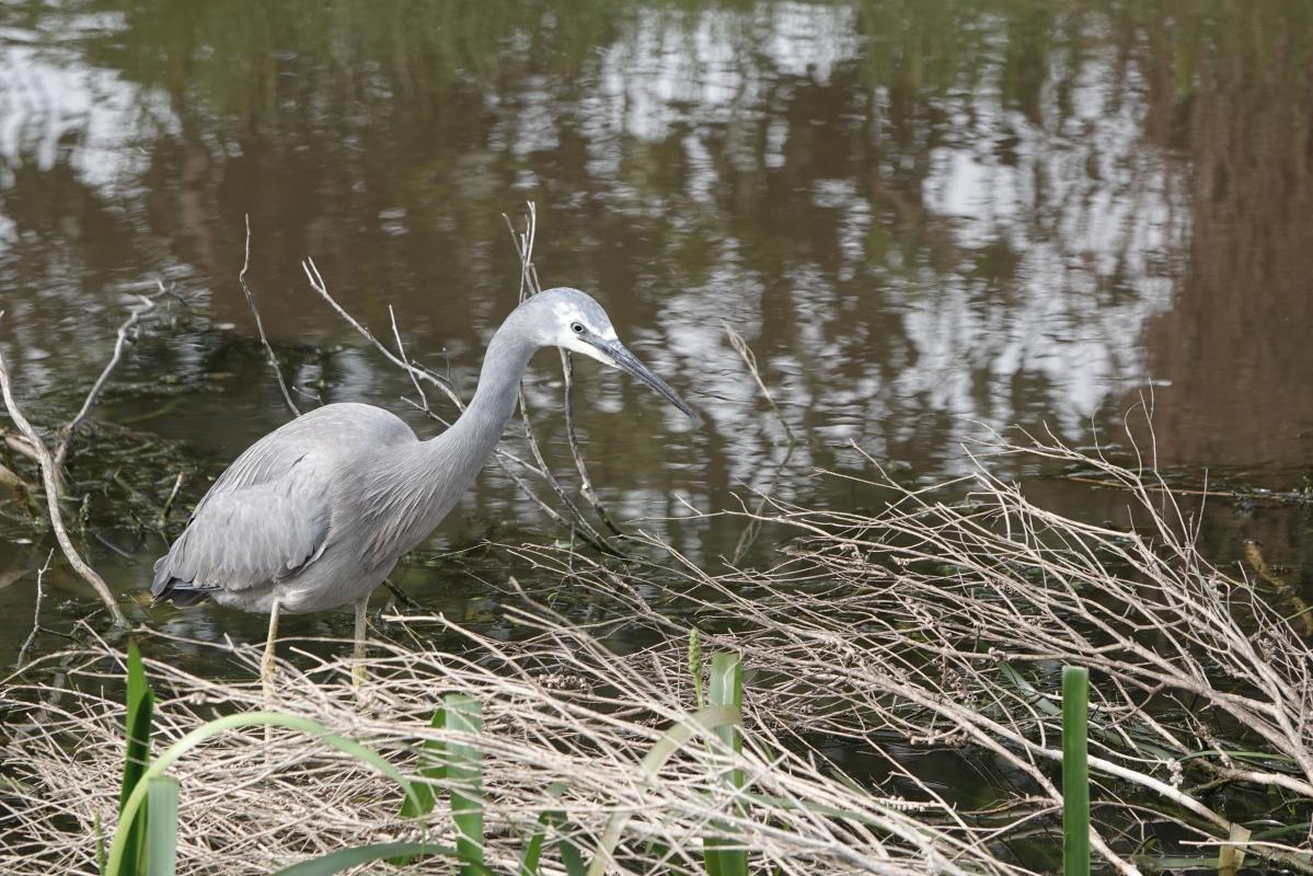 White-faced Heron (Egretta novaehollandiae)