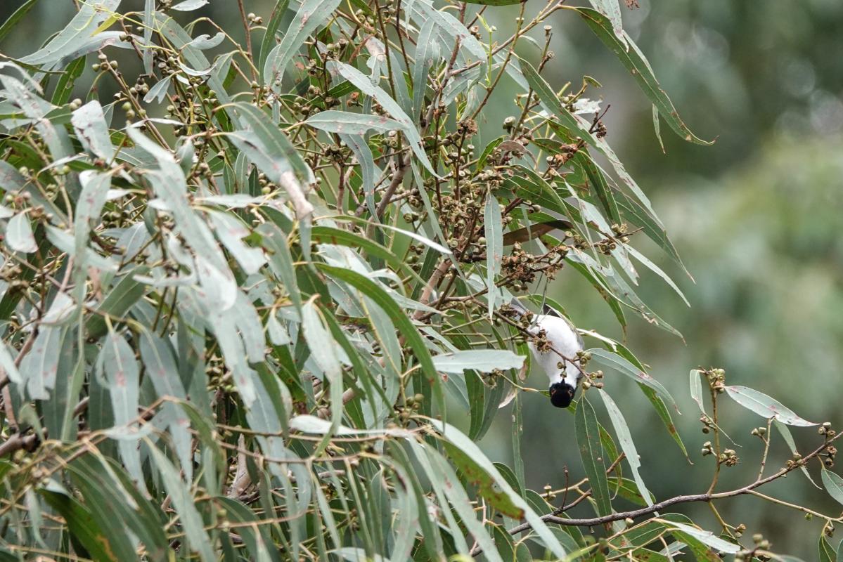 White-naped Honeyeater (Melithreptus lunatus), Crafers - Bridgewater, Crafers, South Australia, Australia, 2024-04-20 White-naped Honeyeater (Melithreptus lunatus)