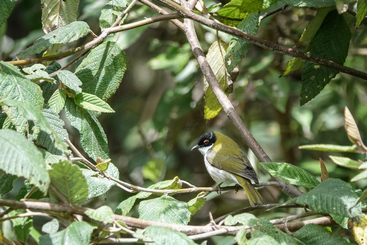 White-naped Honeyeater (Melithreptus lunatus), Mason’s Waterfalls Victoria, Kinglake West, Victoria, Australia, 2024-10-06 White-naped Honeyeater (Melithreptus lunatus)