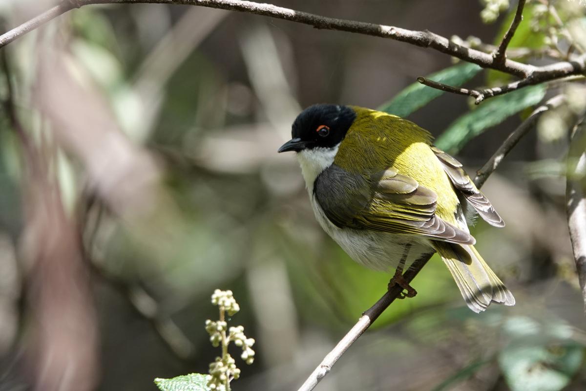 White-naped Honeyeater (Melithreptus lunatus), Mason’s Waterfalls Victoria, Kinglake West, Victoria, Australia, 2024-10-06 White-naped Honeyeater (Melithreptus lunatus)