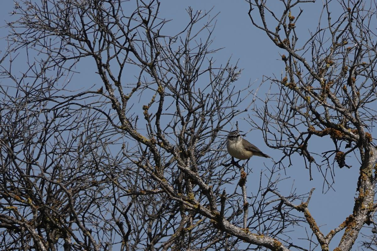 Yellow-rumped Thornbill (Acanthiza chrysorrhoa)