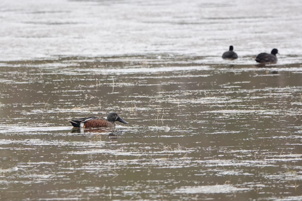 Australasian Shoveler (Anas rhynchotis)