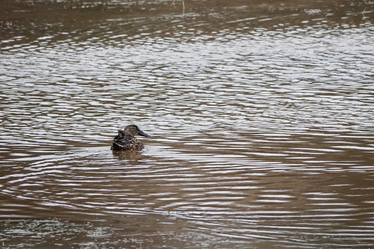 Australasian Shoveler (Anas rhynchotis)