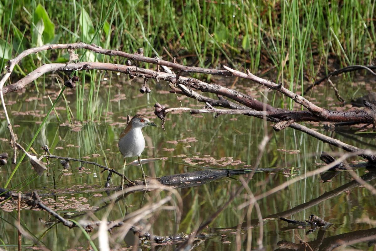 Baillon's crake (Zapornia pusilla)