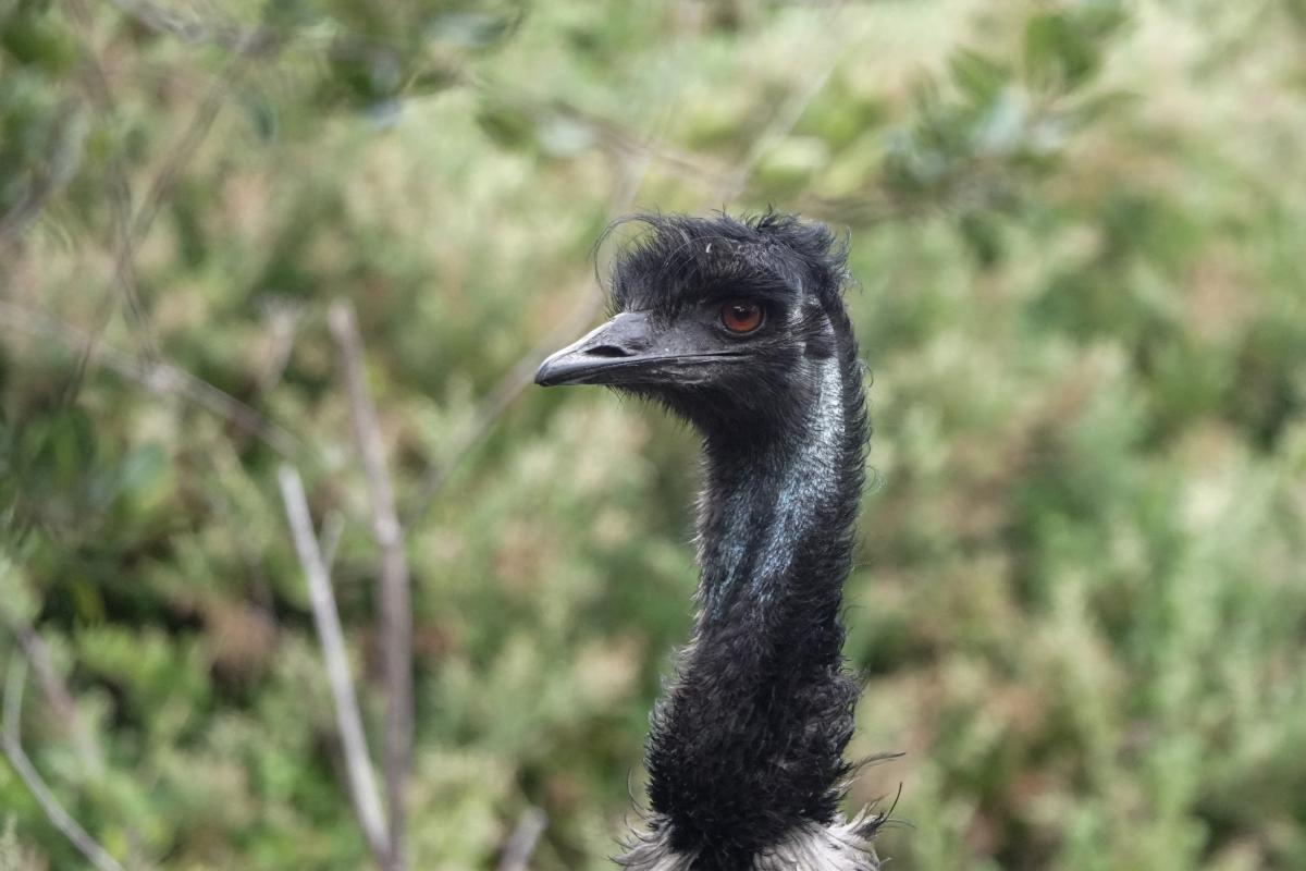 Emu (Dromaius novaehollandiae)
