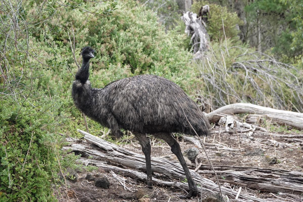 Emu (Dromaius novaehollandiae)