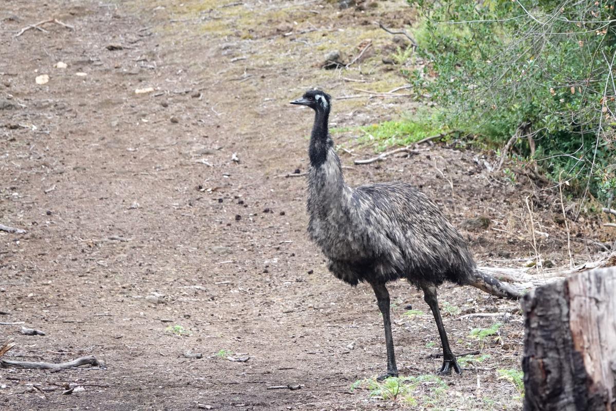 Emu (Dromaius novaehollandiae)