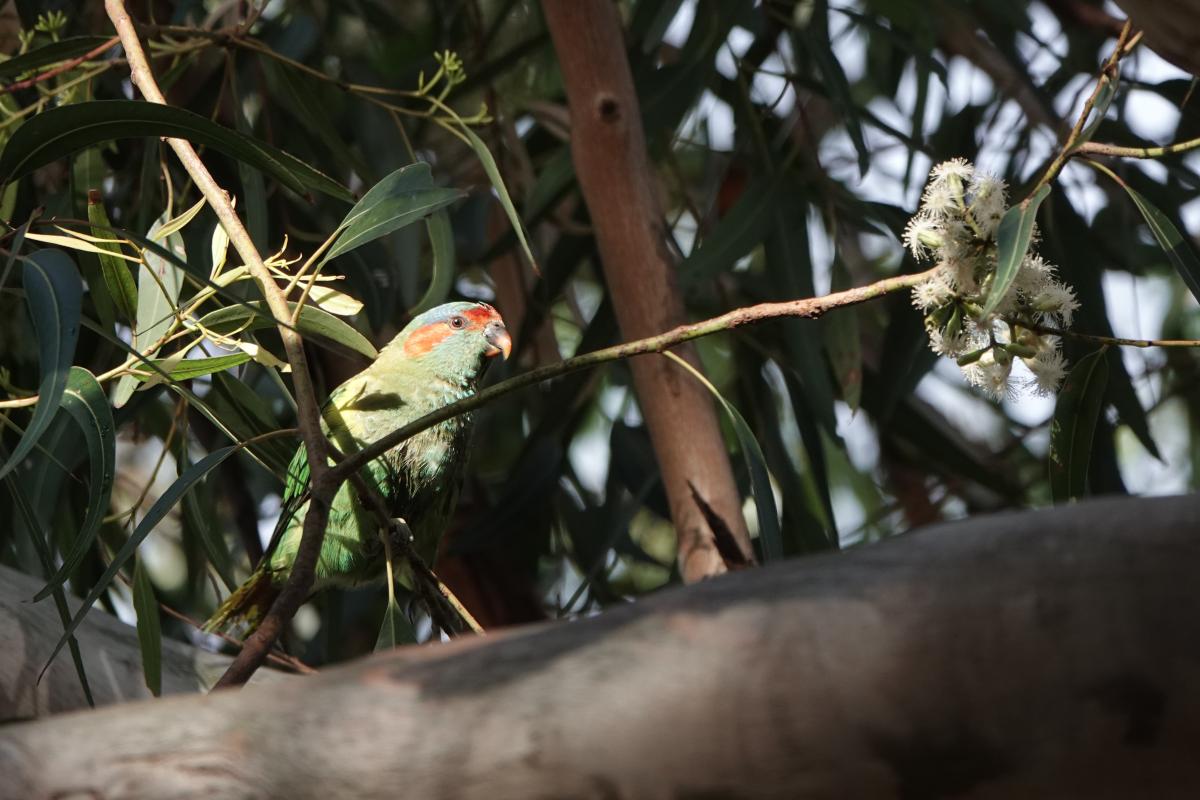 Musk Lorikeet (Glossopsitta concinna), Yalukit Willam Nature Reserve, Brighton, Victoria, Australia, 2025-01-12 Musk Lorikeet (Glossopsitta concinna)