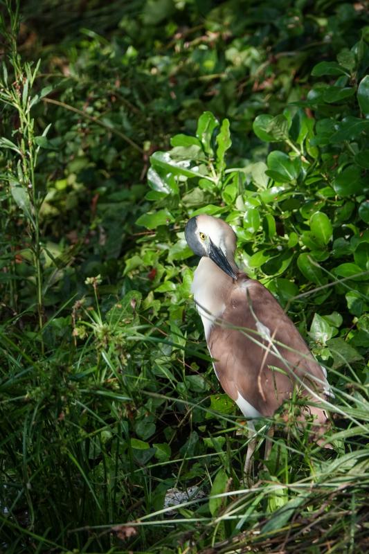 Nankeen Night Heron (Nycticorax caledonicus)