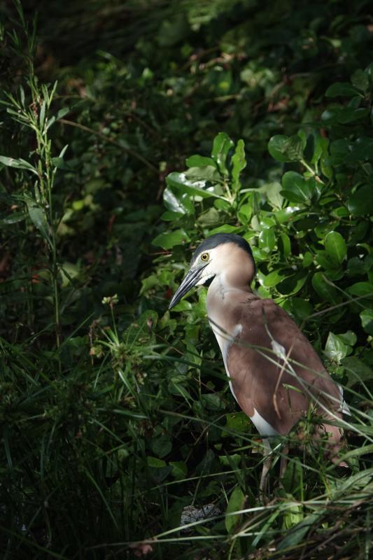 Nankeen Night Heron (Nycticorax caledonicus)