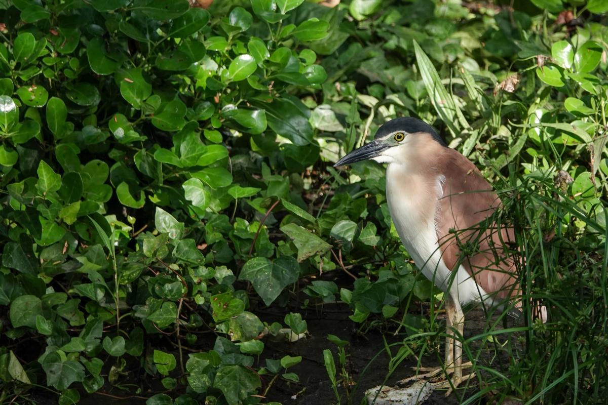Nankeen Night Heron (Nycticorax caledonicus)