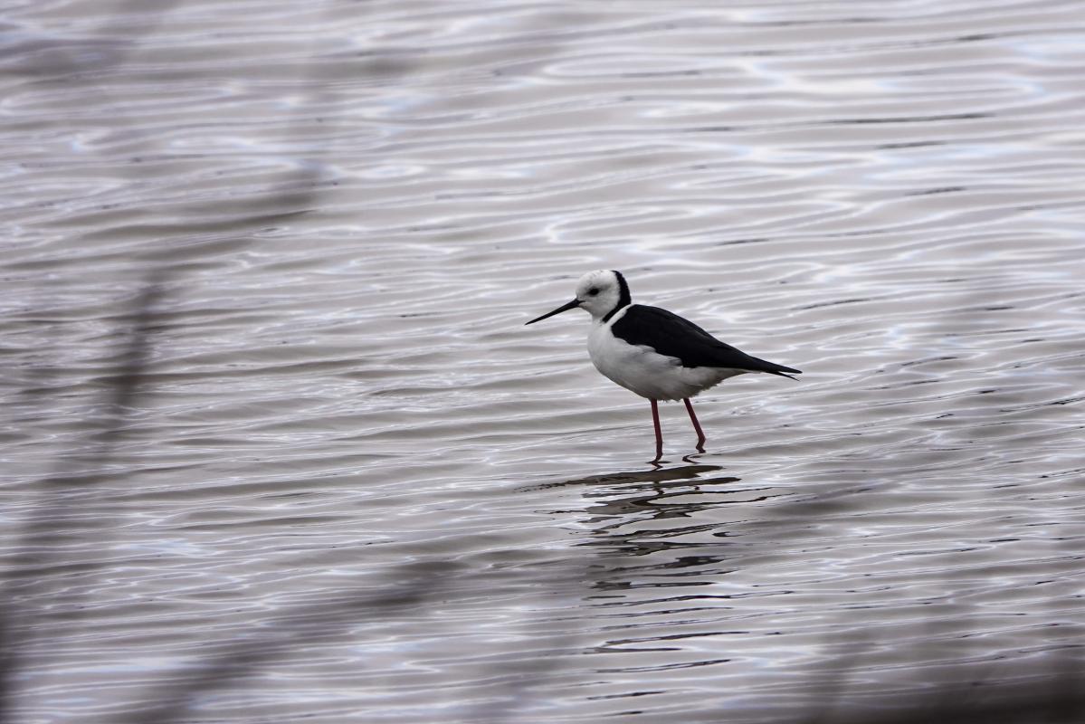 Pied Stilt (Himantopus himantopus)