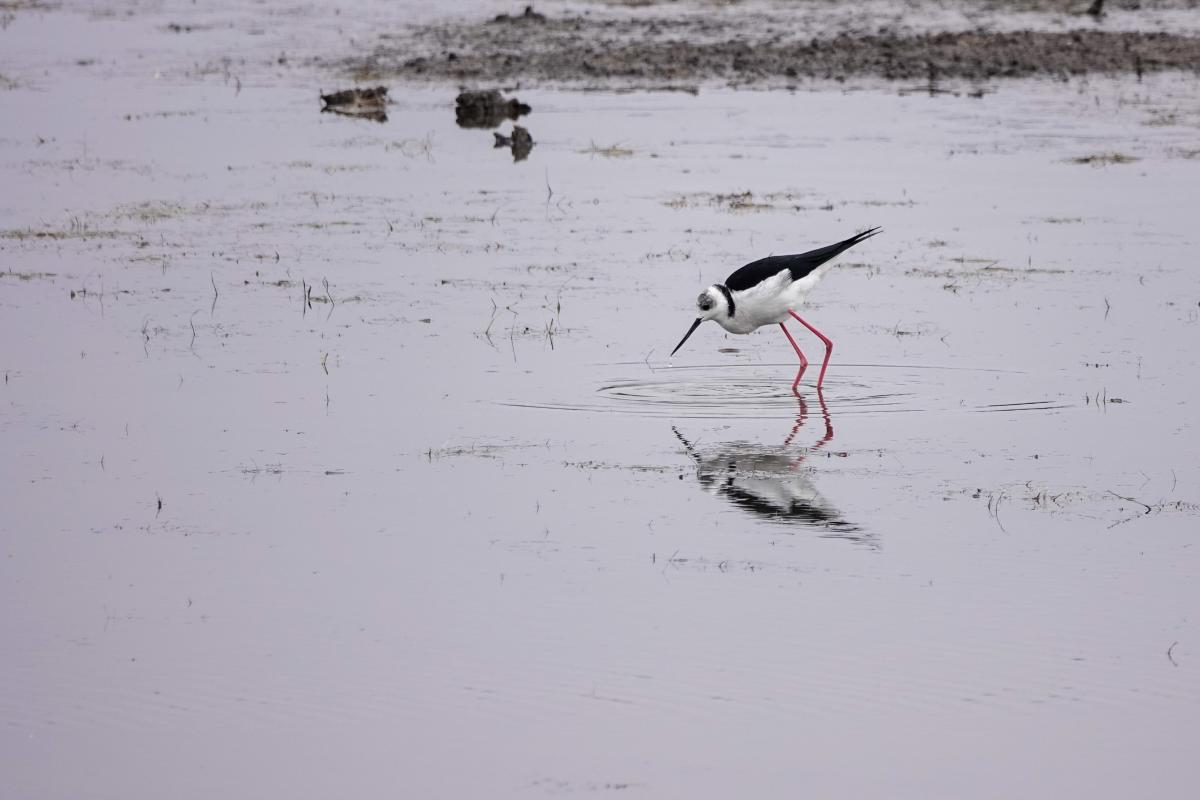 Pied Stilt (Himantopus himantopus)