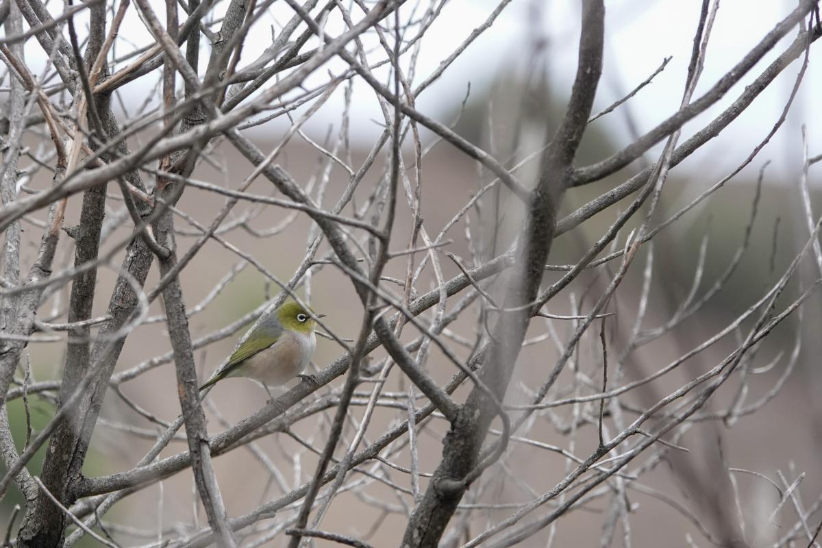Silvereye (Zosterops lateralis)