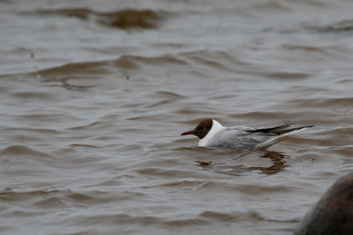 Black-headed Gull (Chroicocephalus ridibundus), Kallaste, Tartu maakond, Estonia, 2016-08-04 Black-headed Gull (Chroicocephalus ridibundus)