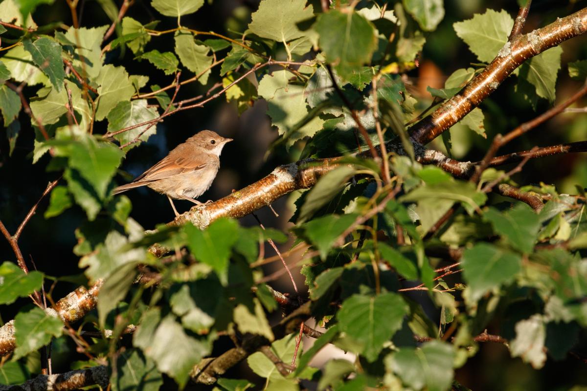 Common whitethroat (Sylvia communis)