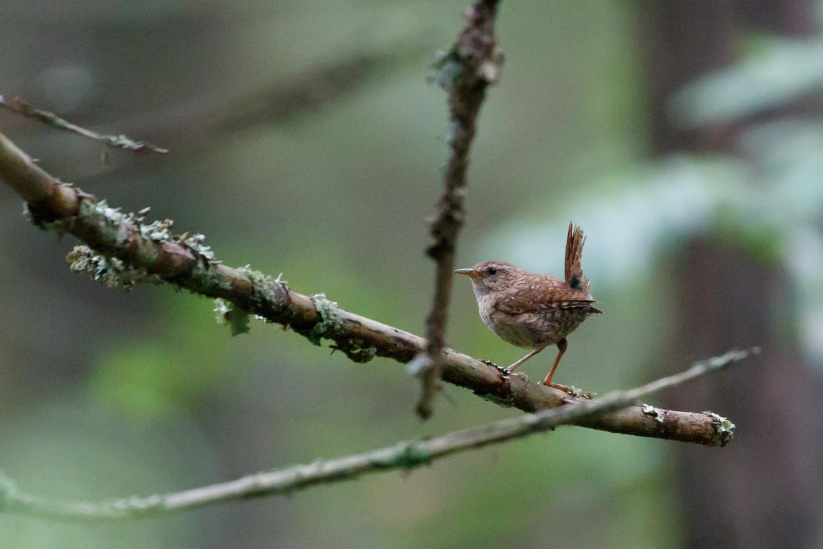Eurasian wren (Troglodytes troglodytes), Põlva maakond, Estonia, 2016-08-03 Eurasian wren (Troglodytes troglodytes)