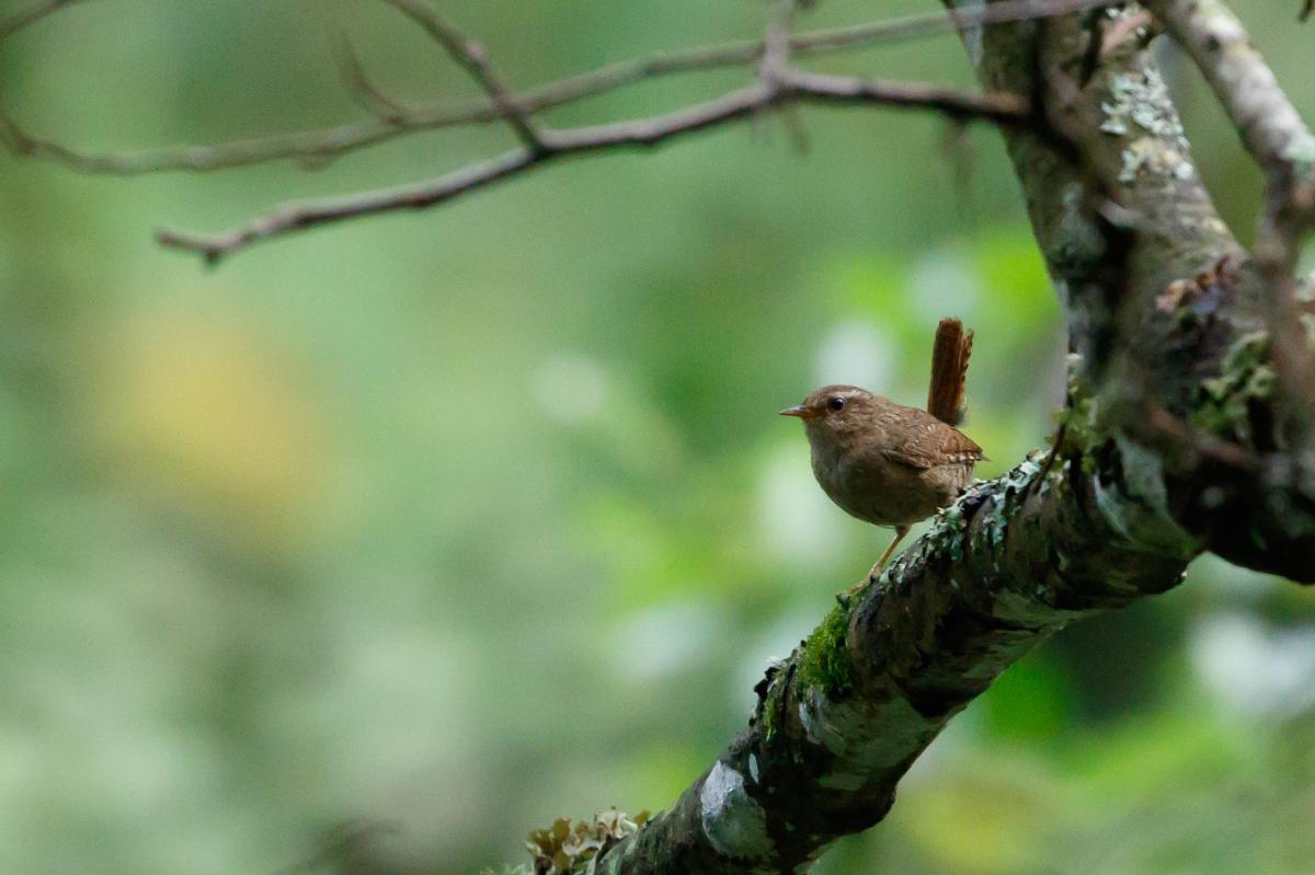 Eurasian wren (Troglodytes troglodytes), Põlva maakond, Estonia, 2016-08-03 Eurasian wren (Troglodytes troglodytes)