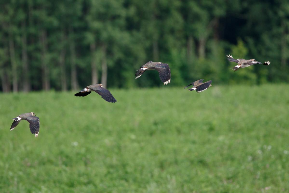 Northern lapwing (Vanellus vanellus), Viljandi maakond, Estonia, 2016-08-01 Northern lapwing (Vanellus vanellus)