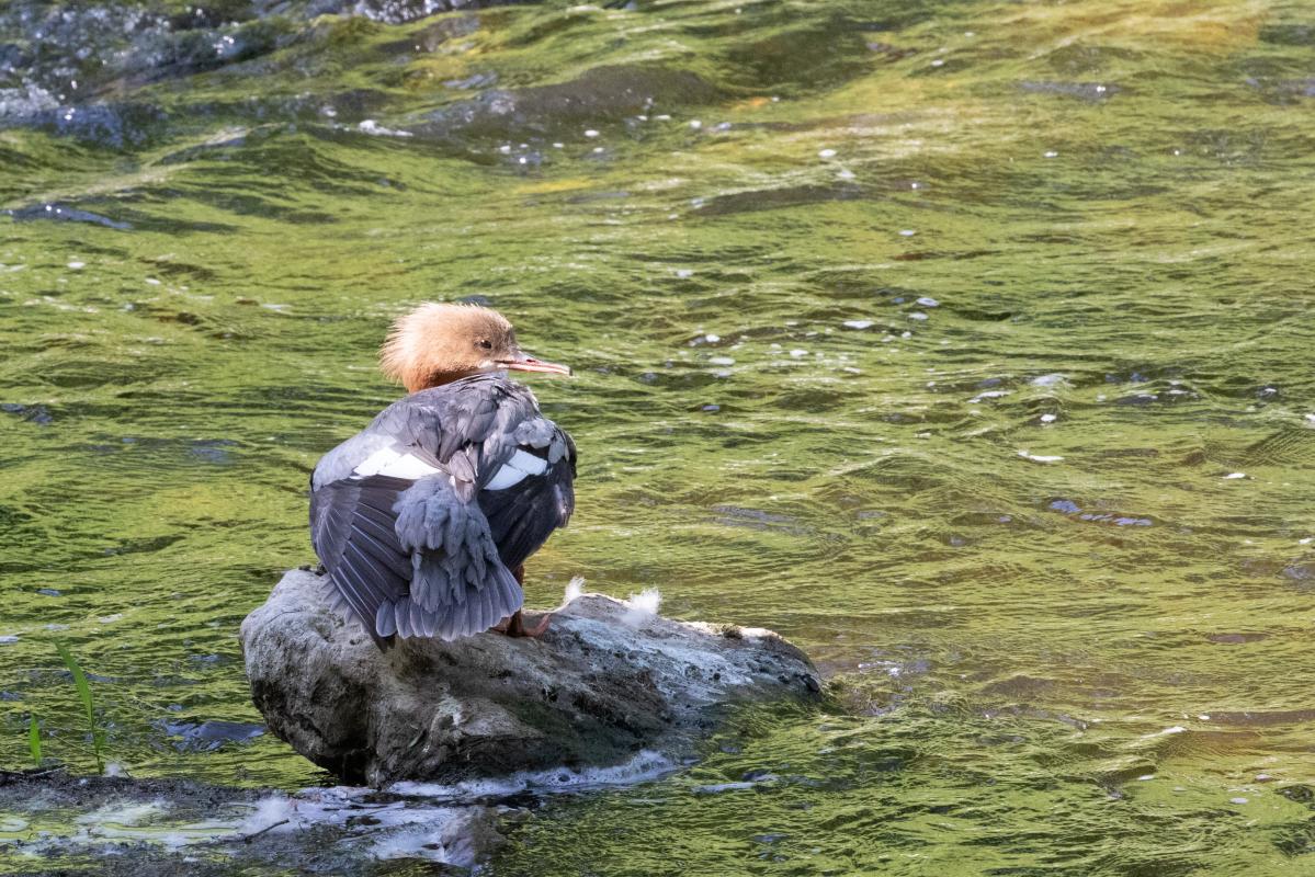 Common Merganser (Mergus merganser)