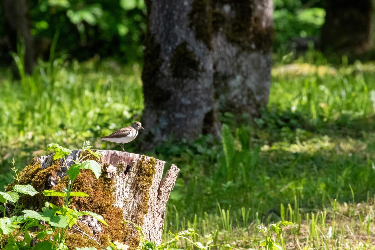 Common sandpiper (Actitis hypoleucos), Tallinn-Rannamõisa-Kloogaranna, Vääna-Jõesuu, Harju, Estonia, 2022-06-22 Common sandpiper (Actitis hypoleucos)