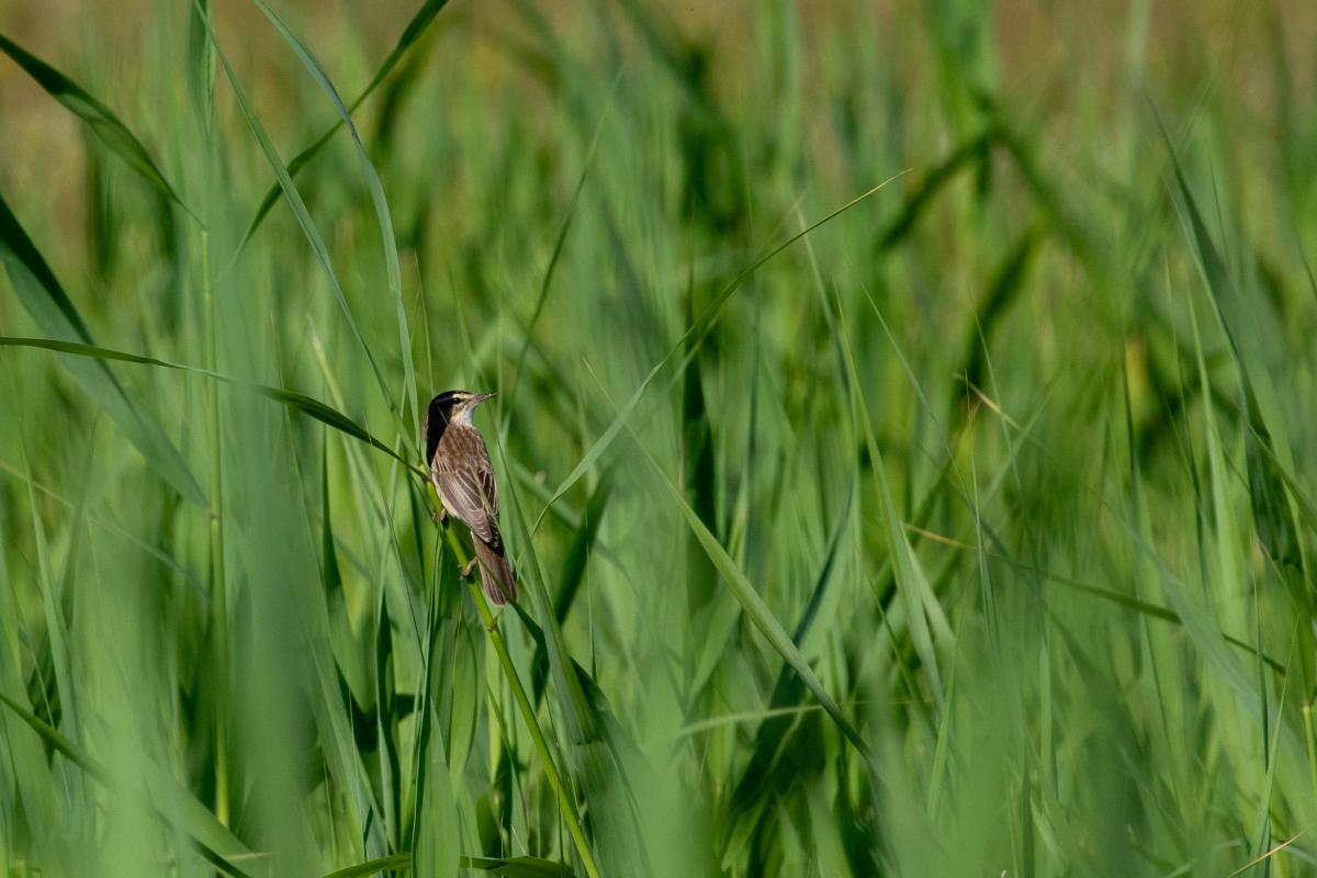 Sedge warbler (Acrocephalus schoenobaenus), Tammiste, Tammiste, Pärnu maakond, Estonia, 2022-06-26 Sedge warbler (Acrocephalus schoenobaenus)