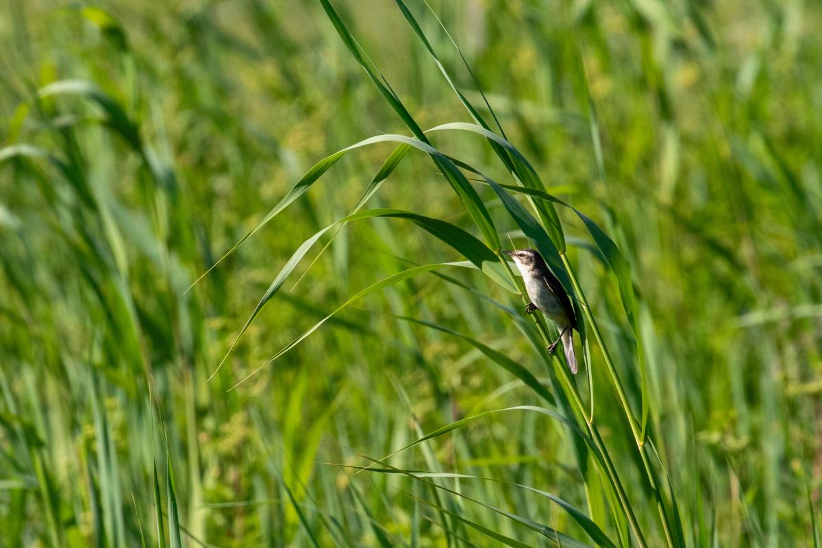 Sedge warbler (Acrocephalus schoenobaenus), Tammiste, Tammiste, Pärnu maakond, Estonia, 2022-06-26 Sedge warbler (Acrocephalus schoenobaenus)