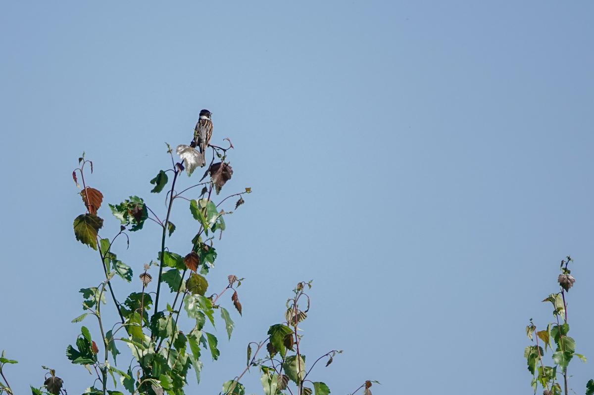 Common reed bunting (Emberiza schoeniclus), Jõe, Tammiste, Pärnu maakond, Estonia, 2024-06-24 Common reed bunting (Emberiza schoeniclus)