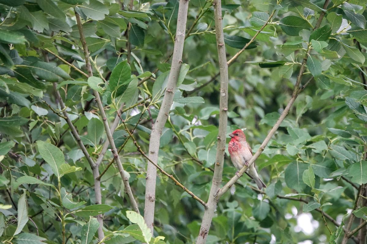 Common rosefinch (Carpodacus erythrinus), Jõe, Tammiste, Pärnu maakond, Estonia, 2024-06-23 Common rosefinch (Carpodacus erythrinus)