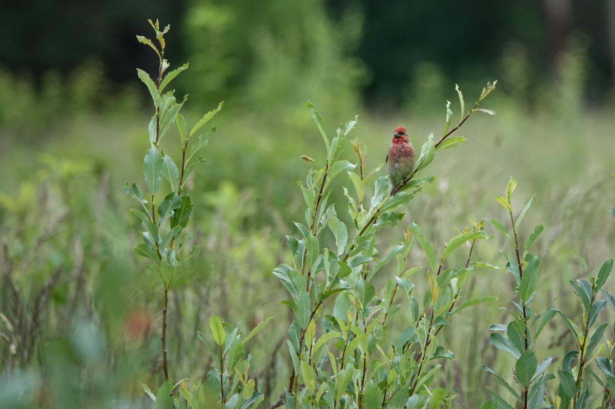 Common rosefinch (Carpodacus erythrinus), Jõe, Tammiste, Pärnu maakond, Estonia, 2024-06-23 Common rosefinch (Carpodacus erythrinus)