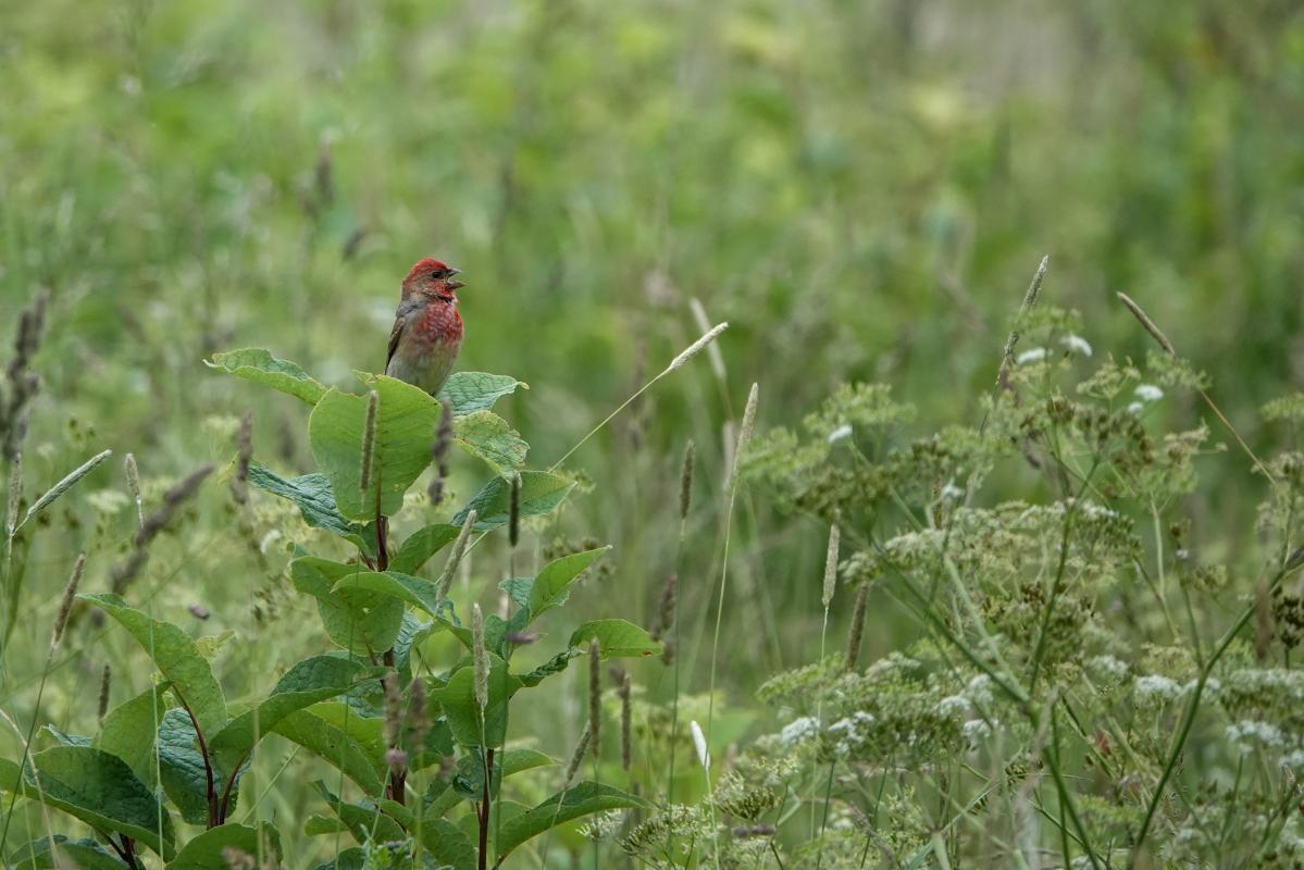 Common rosefinch (Carpodacus erythrinus), Jõe, Tammiste, Pärnu maakond, Estonia, 2024-06-23 Common rosefinch (Carpodacus erythrinus)
