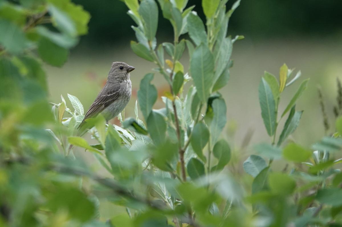 Common rosefinch (Carpodacus erythrinus), Jõe, Tammiste, Pärnu maakond, Estonia, 2024-06-23 Common rosefinch (Carpodacus erythrinus)