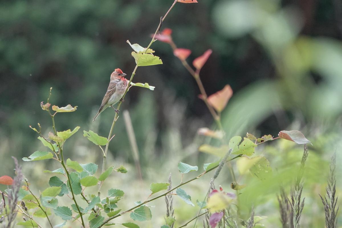 Common rosefinch (Carpodacus erythrinus), Jõe, Tammiste, Pärnu maakond, Estonia, 2024-06-23 Common rosefinch (Carpodacus erythrinus)