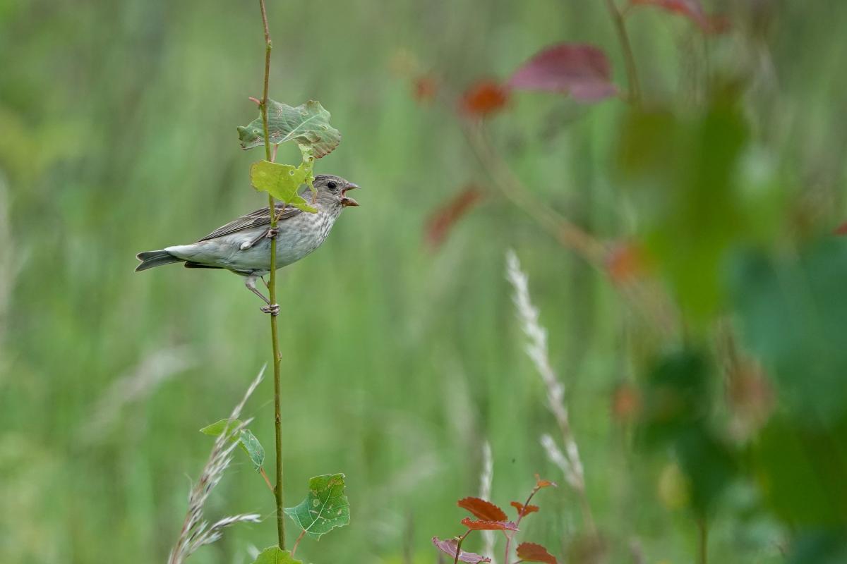 Common rosefinch (Carpodacus erythrinus), Jõe, Tammiste, Pärnu maakond, Estonia, 2024-06-23 Common rosefinch (Carpodacus erythrinus)