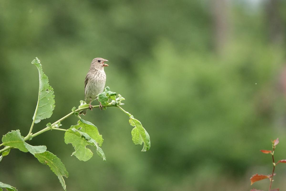 Common rosefinch (Carpodacus erythrinus), Jõe, Tammiste, Pärnu maakond, Estonia, 2024-06-23 Common rosefinch (Carpodacus erythrinus)
