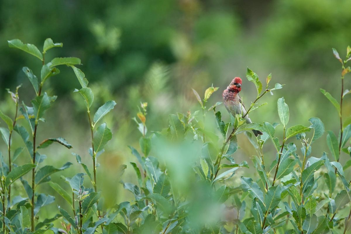 Common rosefinch (Carpodacus erythrinus), Jõe, Tammiste, Pärnu maakond, Estonia, 2024-06-23 Common rosefinch (Carpodacus erythrinus)