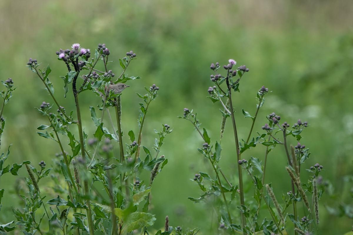 Common whitethroat (Sylvia communis)